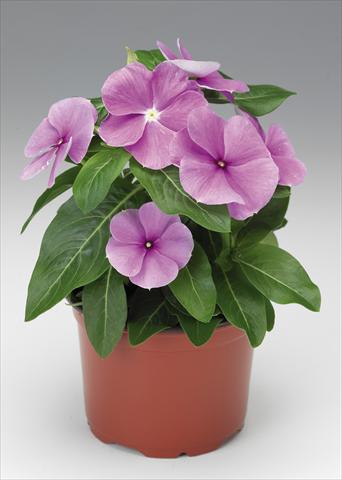 Photos von Blumenvarianten benutzt als: Topf und Beet Catharanthus roseus - Vinca Sunstorm Purple Imp