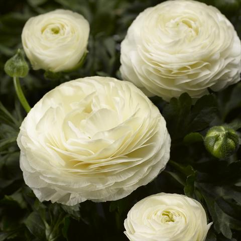 Photos von Blumenvarianten benutzt als: Topf und Beet Ranunculus asiaticus Maché White Imp