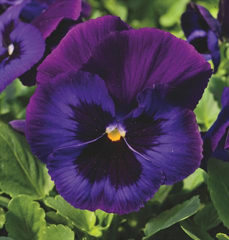 Photos von Blumenvarianten benutzt als: Topf und Beet Viola wittrockiana Delta® Neon Violet Imp