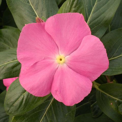 Photos von Blumenvarianten benutzt als: Topf, Beet, Terrasse Catharanthus roseus - Vinca Vitesse Pink