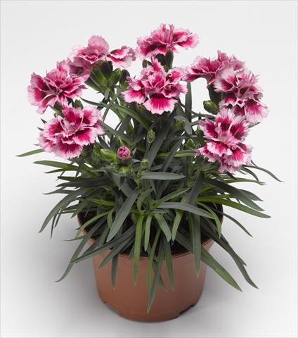 Photos von Blumenvarianten benutzt als: Beet, Topf oder Ampel Dianthus caryophyllus Suncharm Rose Picotee