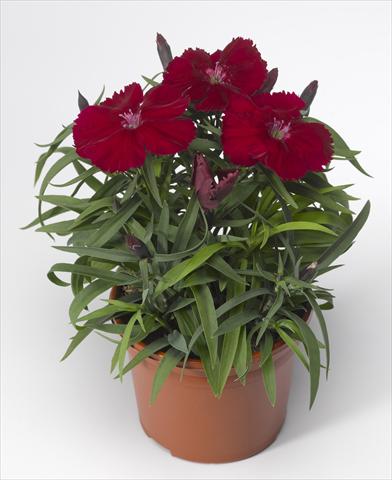 Photos von Blumenvarianten benutzt als: Topf und Beet Dianthus chinensis Venti Parfait Crimson