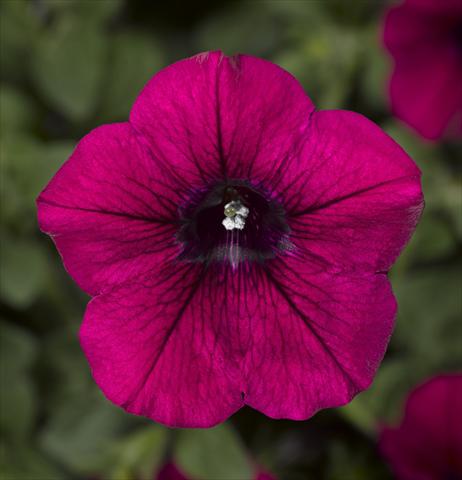 Photos von Blumenvarianten benutzt als: Topf, Beet, Terrasse, Ampel Petunia Floritunia Purple