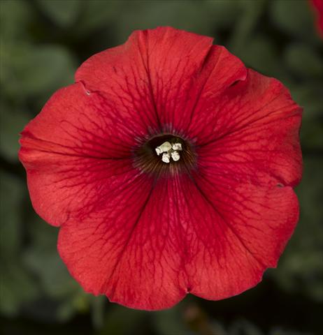Photos von Blumenvarianten benutzt als: Topf, Beet, Terrasse, Ampel Petunia Floritunia Red