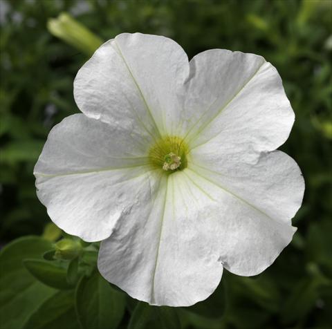 Photos von Blumenvarianten benutzt als: Topf, Beet, Terrasse, Ampel Petunia Floritunia White