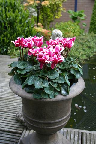 Photos von Blumenvarianten benutzt als: Topf Cyclamen persicum mini Goblet