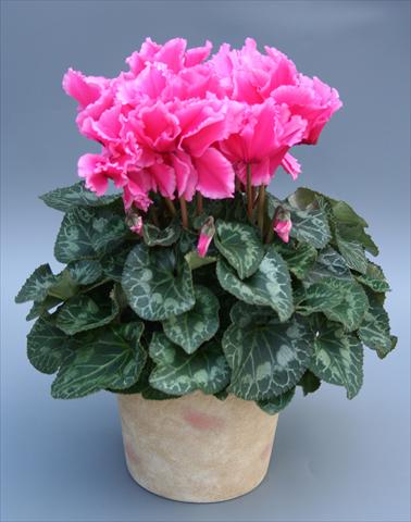 Photos von Blumenvarianten benutzt als: Ampel/Topf Cyclamen persicum Maxora Fringed Pink Light Edge
