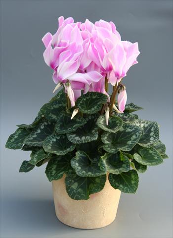 Photos von Blumenvarianten benutzt als: Ampel/Topf Cyclamen persicum Maxora Lilac Flamed