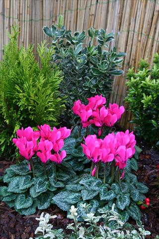 Photos von Blumenvarianten benutzt als: Topf Cyclamen persicum mini Melody Outdoor Pink