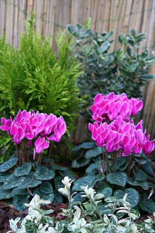Photos von Blumenvarianten benutzt als: Topf Cyclamen persicum mini Melody Outdoor Purple Flamed