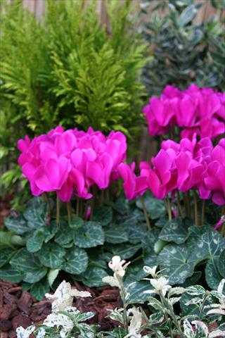 Photos von Blumenvarianten benutzt als: Topf Cyclamen persicum mini Melody Outdoor Purple
