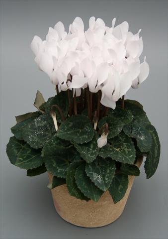Photos von Blumenvarianten benutzt als: Topf Cyclamen persicum mini Picola Pure White