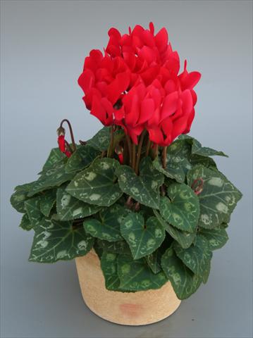 Photos von Blumenvarianten benutzt als: Topf Cyclamen persicum mini Picola Scarlet
