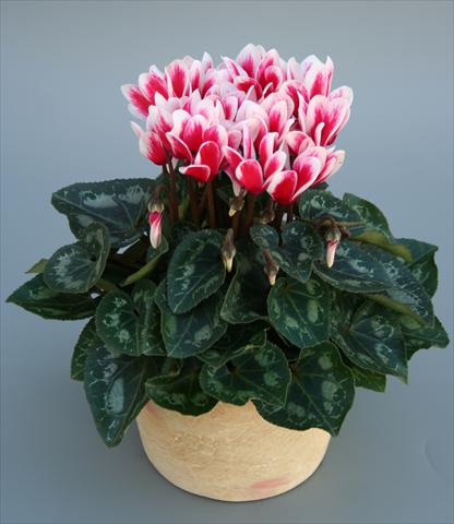 Photos von Blumenvarianten benutzt als: Topf Cyclamen persicum mini Picola Shine Red