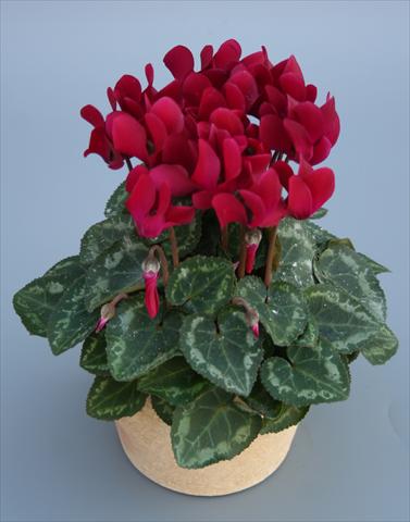 Photos von Blumenvarianten benutzt als: Topf Cyclamen persicum mini Picola Wine Red