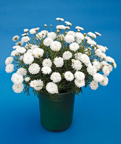Photos von Blumenvarianten benutzt als: Topf, Beet, Terrasse Argyranthemum Molimba Double White