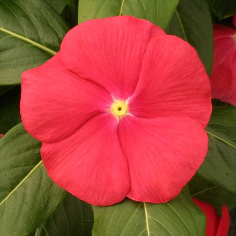 Photos von Blumenvarianten benutzt als: Topf, Beet, Terrasse Catharanthus roseus - Vinca Vitesse Red with eye