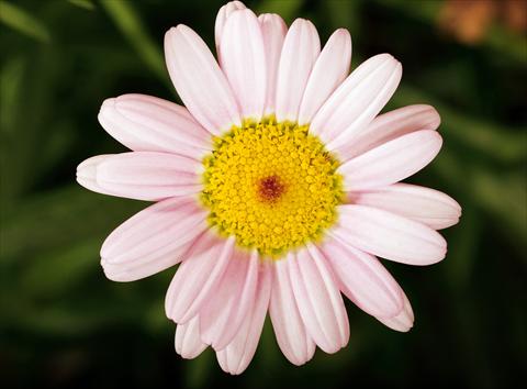Photos von Blumenvarianten benutzt als: Topf, Beet, Terrasse Argyranthemum Molimba Pink