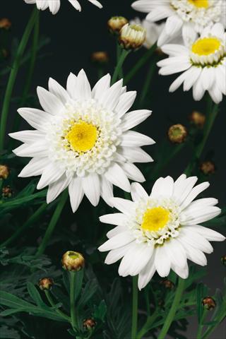 Photos von Blumenvarianten benutzt als: Topf, Beet, Terrasse Argyranthemum Molimba Semi Double White