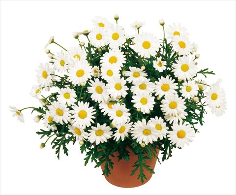 Photos von Blumenvarianten benutzt als: Topf, Beet, Terrasse Argyranthemum Molimba White