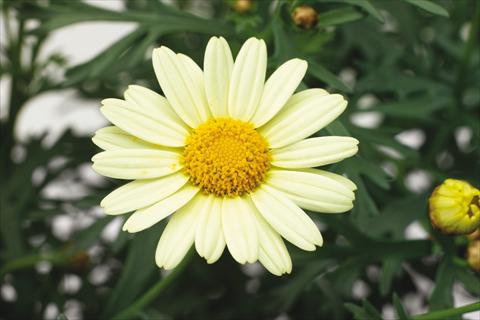 Photos von Blumenvarianten benutzt als: Topf, Beet, Terrasse Argyranthemum Molimba XL Pastel Yellow