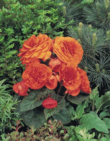 Photos von Blumenvarianten benutzt als: Topf, Beet, Terrasse, Ampel Begonia tuberhybrida NonStop® Golden Orange