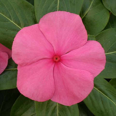 Photos von Blumenvarianten benutzt als: Beet- / Rabattenpflanze Catharanthus roseus - Vinca Vitesse Rose