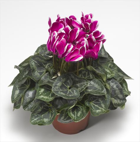 Photos von Blumenvarianten benutzt als: Ampel/Topf Cyclamen persicum Snowridge Midi Purple