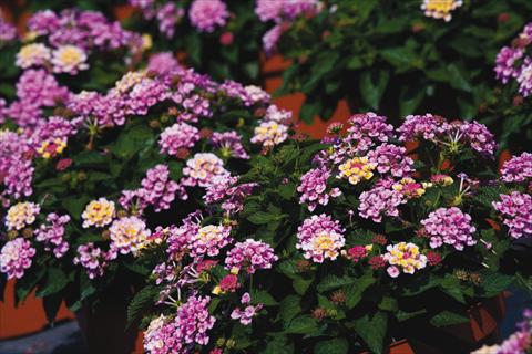Photos von Blumenvarianten benutzt als: Topf, Beet, Terrasse Lantana camara Bandana® Pink