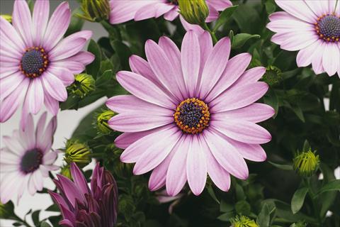 Photos von Blumenvarianten benutzt als: Topf und Beet Osteospermum Tradewinds® Light Purple Imp