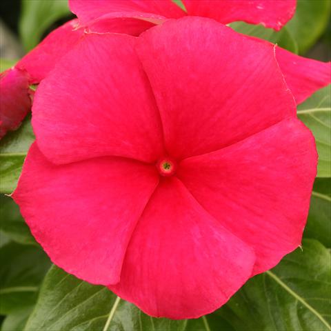 Photos von Blumenvarianten benutzt als: Beet- / Rabattenpflanze Catharanthus roseus - Vinca Vitesse Strawberry Red