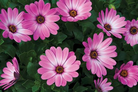 Photos von Blumenvarianten benutzt als: Topf und Beet Osteospermum Tradewinds® Pink