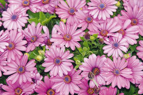 Photos von Blumenvarianten benutzt als: Topf und Beet Osteospermum Tradewinds® Purple Bicolor