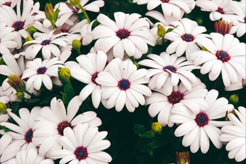 Photos von Blumenvarianten benutzt als: Topf und Beet Osteospermum Tradewinds® White