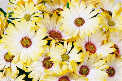 Photos von Blumenvarianten benutzt als: Topf und Beet Osteospermum Tradewinds® Yellow White