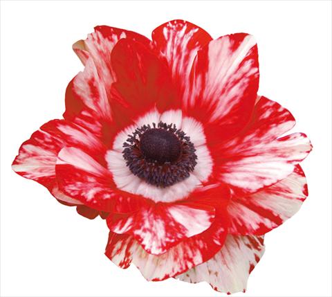 Photos von Blumenvarianten benutzt als: Topf und Beet Anemone coronaria Mistral® Bianco-Rosso