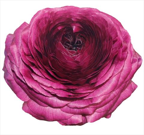 Photos von Blumenvarianten benutzt als: Topf und Beet Ranunculus asiaticus Elegance® Viola 06