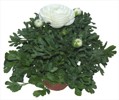 Photos von Blumenvarianten benutzt als: Topf und Beet Ranunculus asiaticus Millepetali® Bianco