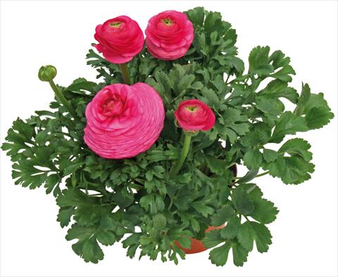 Photos von Blumenvarianten benutzt als: Topf und Beet Ranunculus asiaticus Millepetali® Rosa scuro
