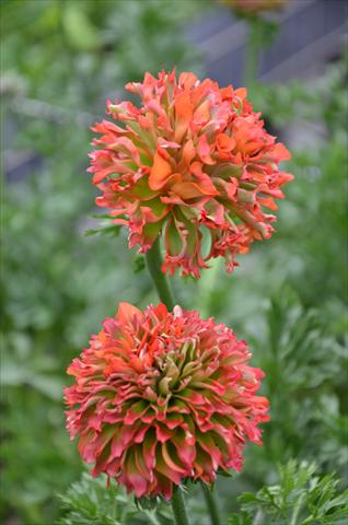 Photos von Blumenvarianten benutzt als: Topf und Beet Ranunculus asiaticus Pon-Pon® Flora
