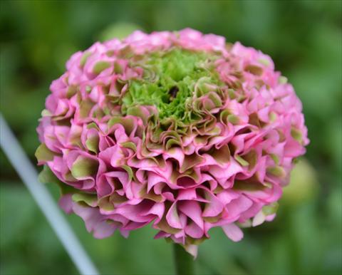 Photos von Blumenvarianten benutzt als: Topf und Beet Ranunculus asiaticus Pon-Pon® Morgana