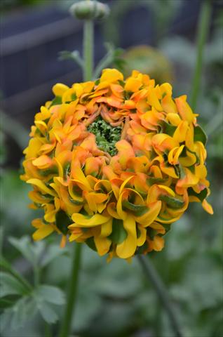 Photos von Blumenvarianten benutzt als: Topf und Beet Ranunculus asiaticus Pon-Pon® Stella