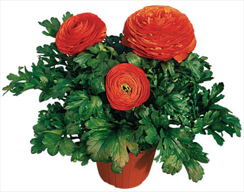 Photos von Blumenvarianten benutzt als: Topf und Beet Ranunculus asiaticus Pratolino® Arancio