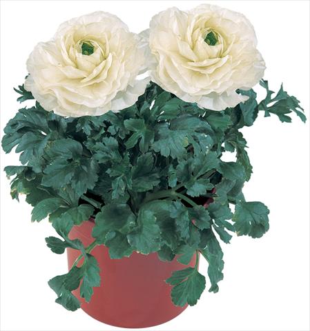 Photos von Blumenvarianten benutzt als: Topf und Beet Ranunculus asiaticus Pratolino® Bianco