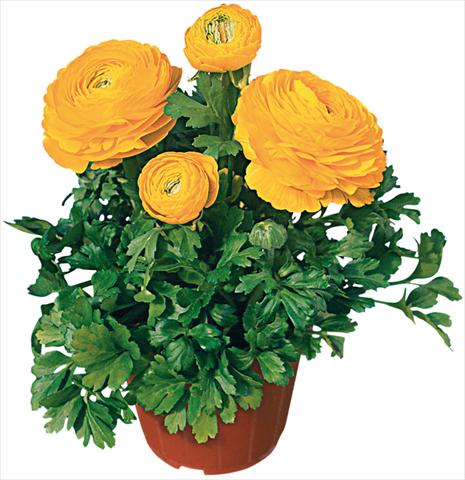 Photos von Blumenvarianten benutzt als: Topf und Beet Ranunculus asiaticus Pratolino® Giallo