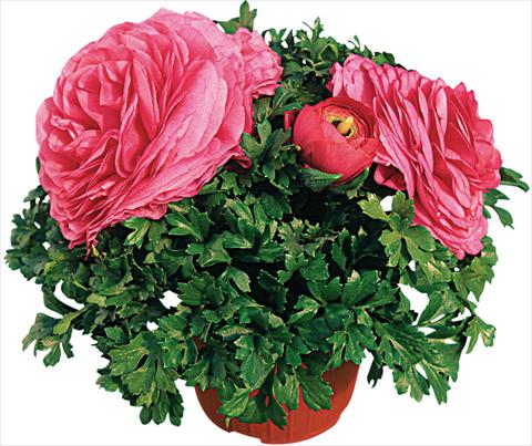 Photos von Blumenvarianten benutzt als: Topf und Beet Ranunculus asiaticus Pratolino® Rosa scuro