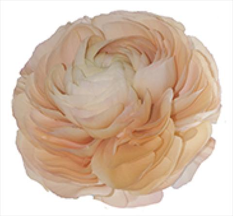 Photos von Blumenvarianten benutzt als: Topf und Beet Ranunculus asiaticus Success® Grand Pastel