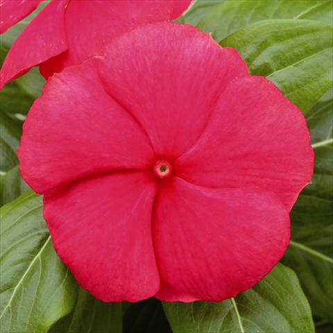 Photos von Blumenvarianten benutzt als: Beet- / Rabattenpflanze Catharanthus roseus - Vinca Vitesse True Red