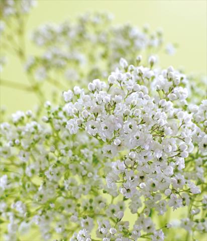 Photos von Blumenvarianten benutzt als: Beet- / Rabattenpflanze Gypsophila Pearls® Petite