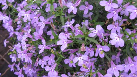 Photos von Blumenvarianten benutzt als: Topf, Beet, Terrasse, Ampel Lobelia California® Lilac